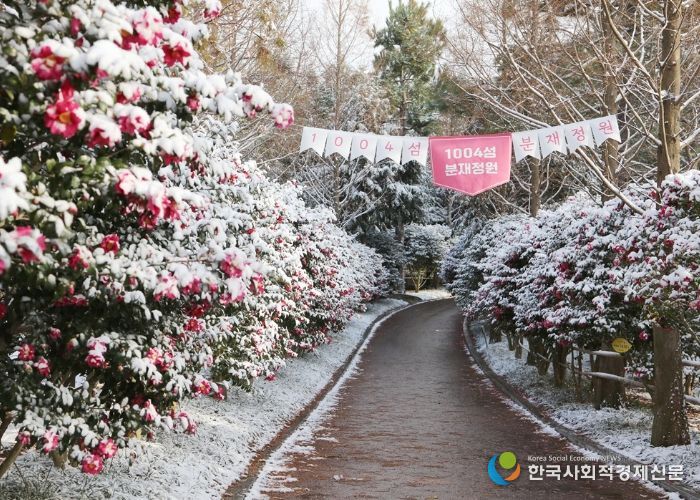 1004섬 분재정원 애기동백꽃