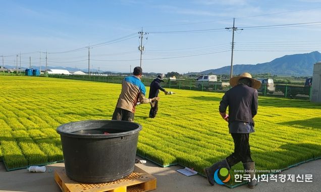 벼 재배 농가들이 벼 생육 초기 병해충 예방과 비래해충 확산 억제를 위해 육묘장 모판에 육묘 상자 처리제를 뿌리고 있다.