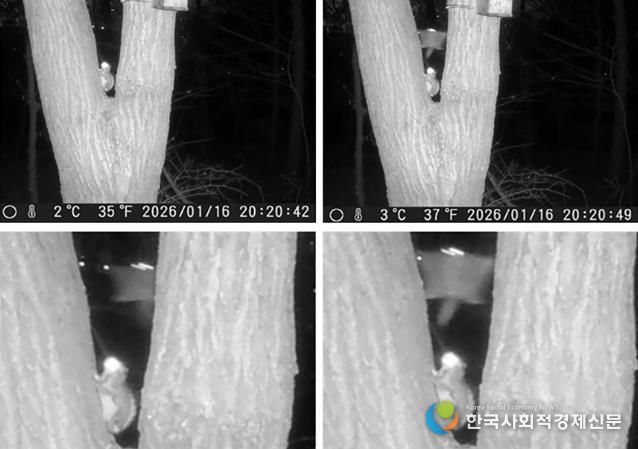 성남 영장산 일대 무인센서 관찰카메라에 포착된 하늘다람쥐