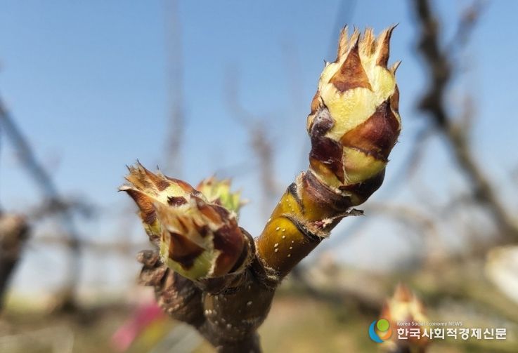 석회유황합제 방제 적기인 배꽃 눈 상태